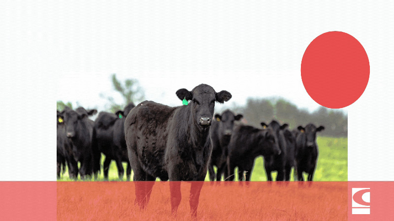 Countryside Feed LLC