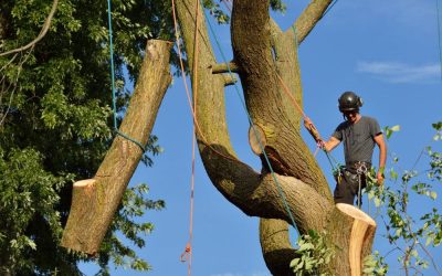 LJR Tree Services